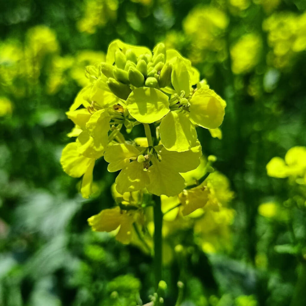 マスタード（Sinapis arvensis）の花