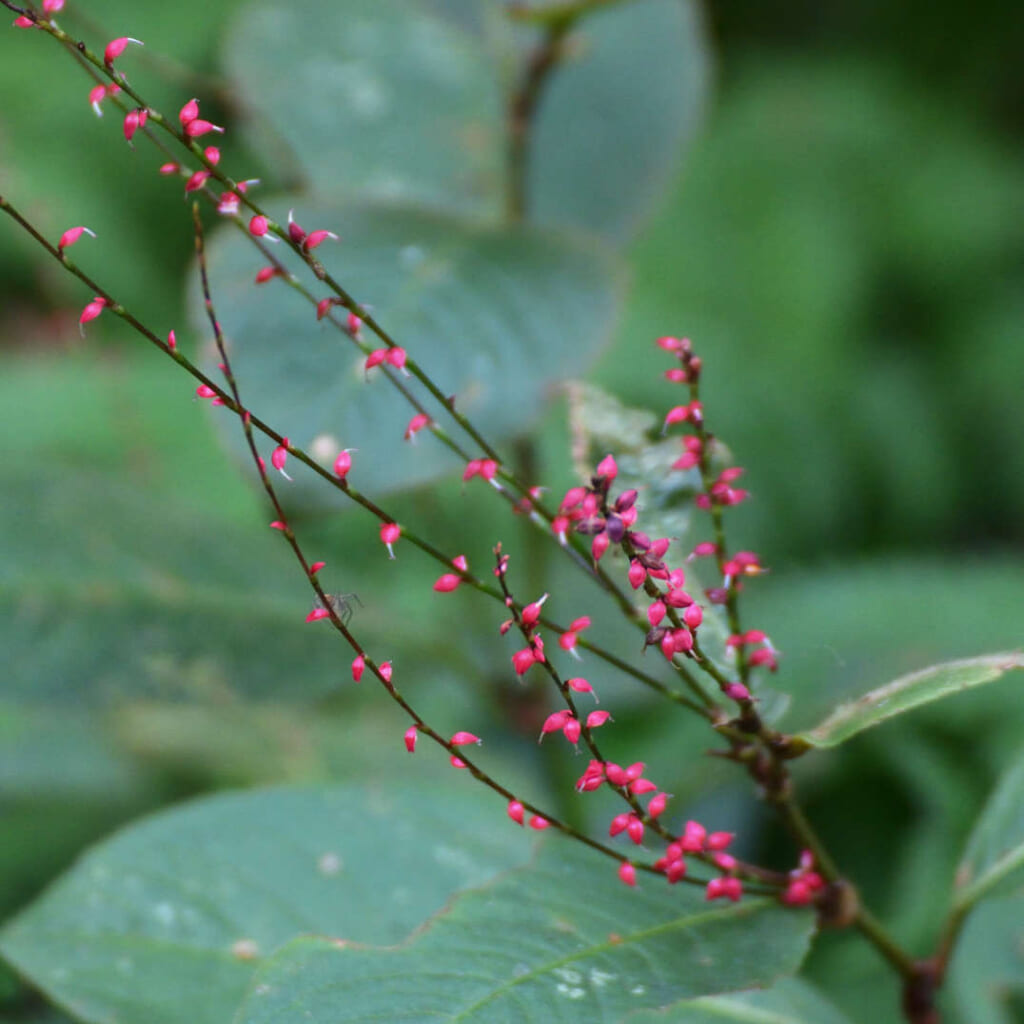 ミズヒキ(タデ科)の花穂。細い茎に赤い小さな花がまばらに並ぶ
