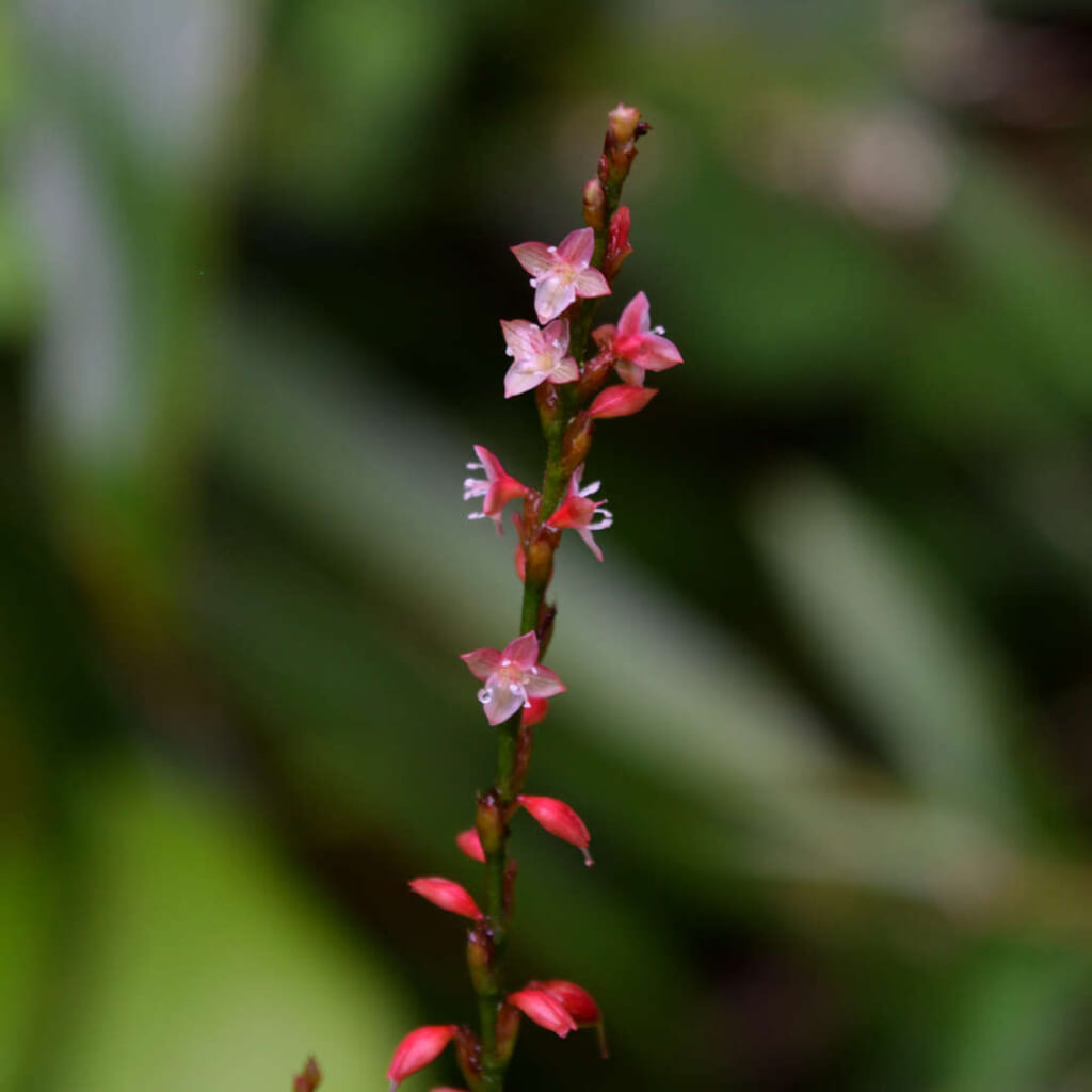 ミズヒキの花の接写。花被の外側が赤く、内側が白い