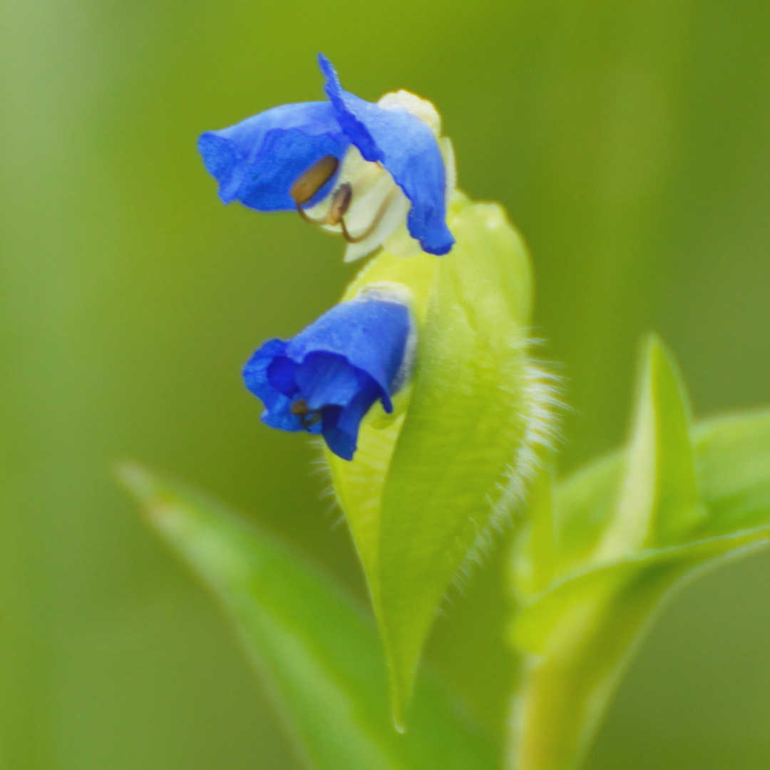 フラワーエッセンスのための植物観察基礎講座