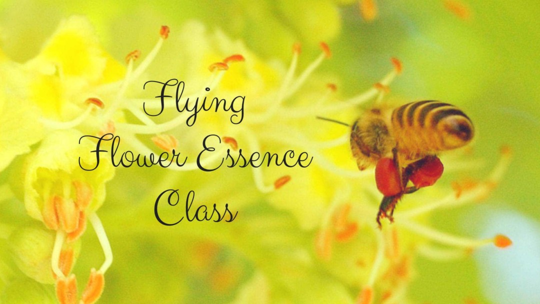 フラワーエッセンス講座－飛ぶフラワーエッセンス教室