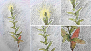 フラワーエッセンスの作用と植物観察