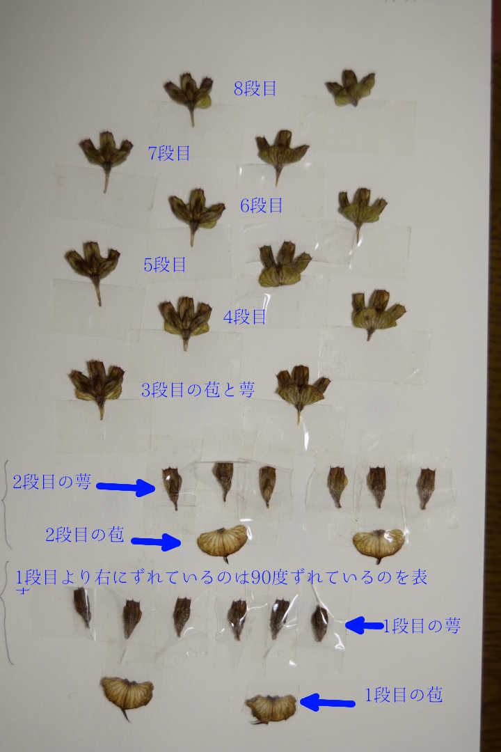 花穂の構造-2