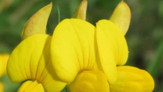 真(まこと)の名とフラワーエッセンスの植物観察