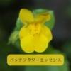 バッチフラワーエッセンス