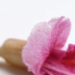 レッドチェスナット(レッドチェストナット)の花弁