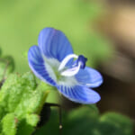フラワーエッセンスのための植物観察基礎講座