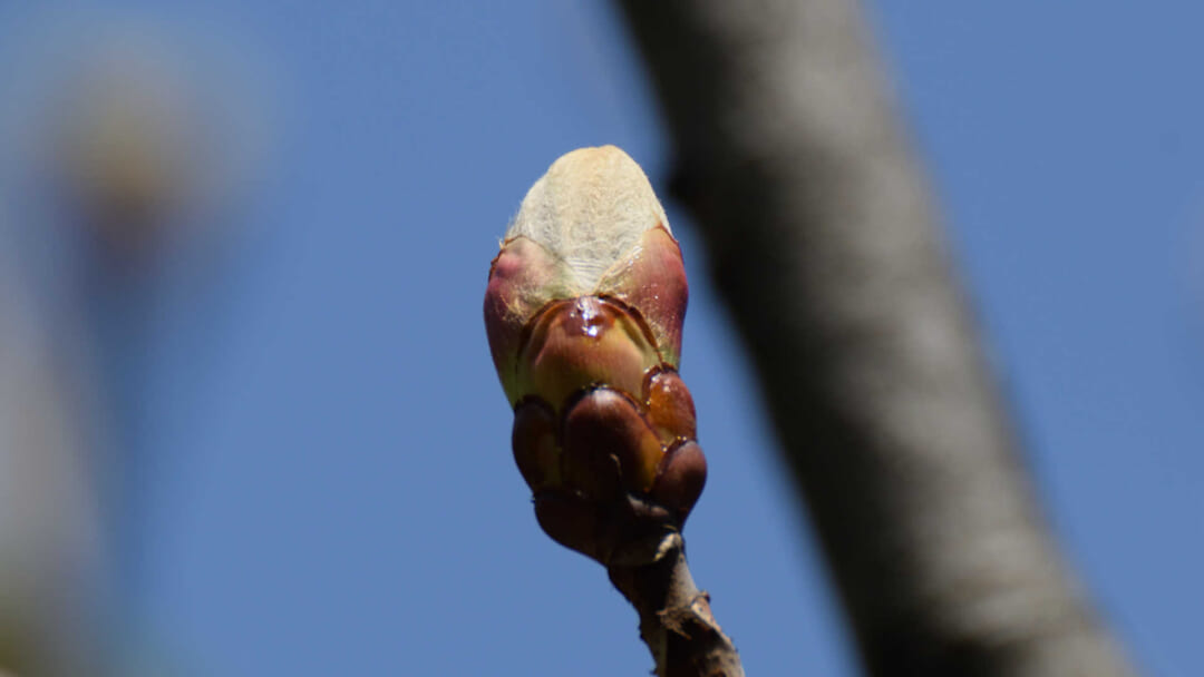 ホワイトチェスナットの芽吹き